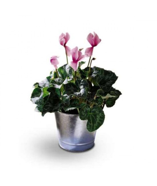 Le Cyclamen